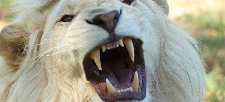 a lion closeup