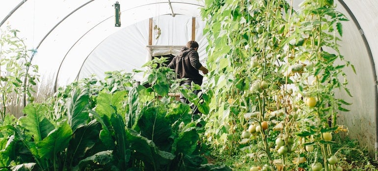 Farm-to-Table Movement and Organic Options in Dubai like lettuce