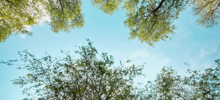 trees in Mushrif Park