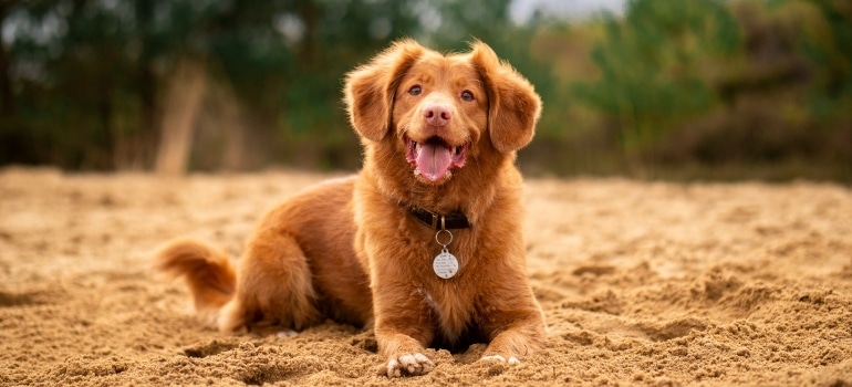 a dog on a beach after a walk