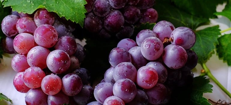 Great looking grapes