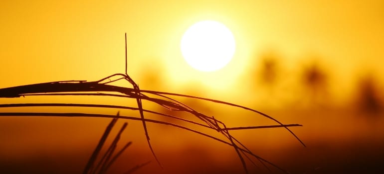 The Sun